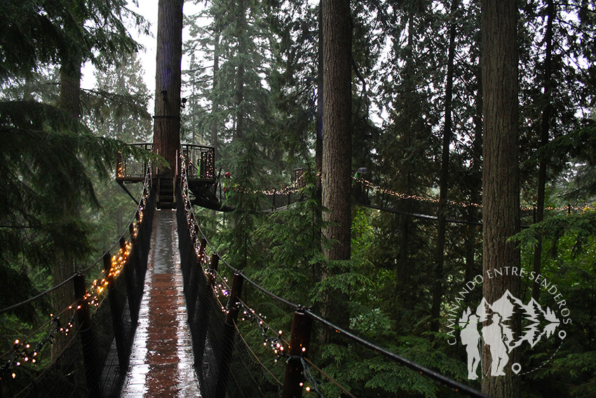 Treetops Adventure