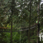 Treetops Adventure