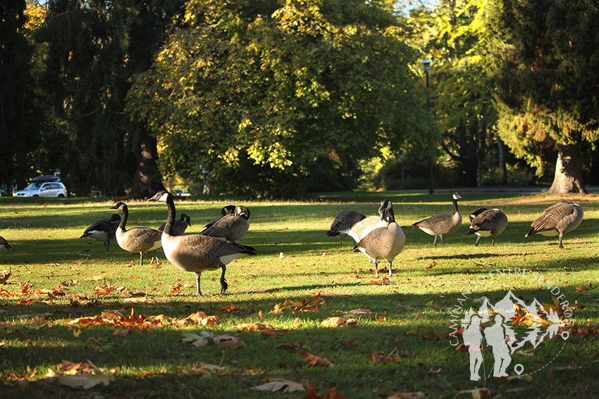 Patos Stanley Park (Vancouver)