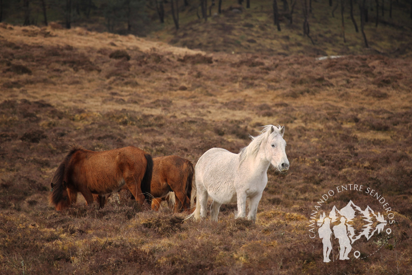 Caballos (Serra do Xistral)