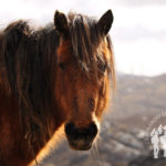 Caballo (Serra do Xistral)