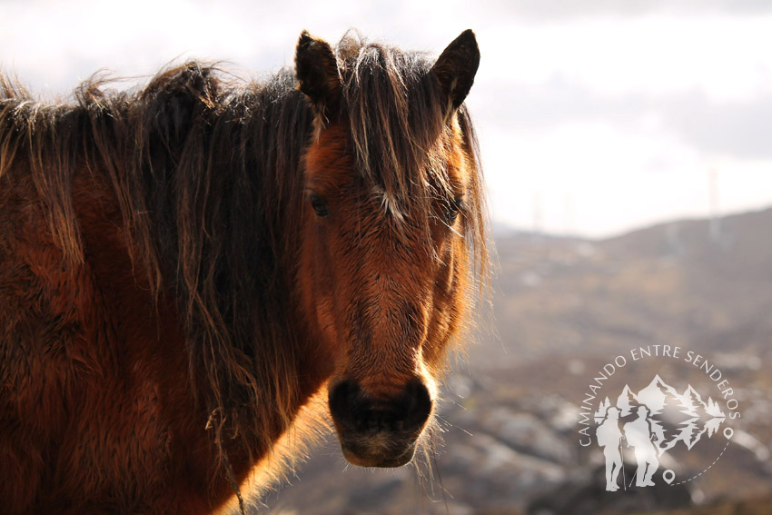Caballo (Serra do Xistral)