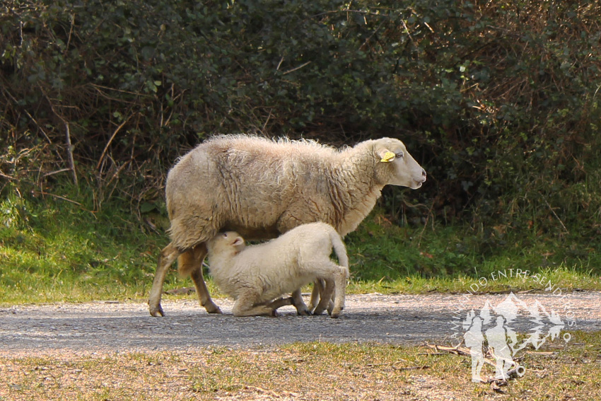 Oveja amamantando