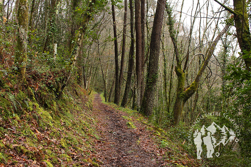 Camino hacia Vega de Zarza