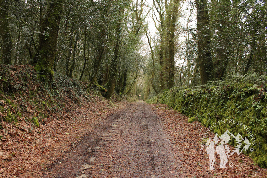 Ruta da Carballeira