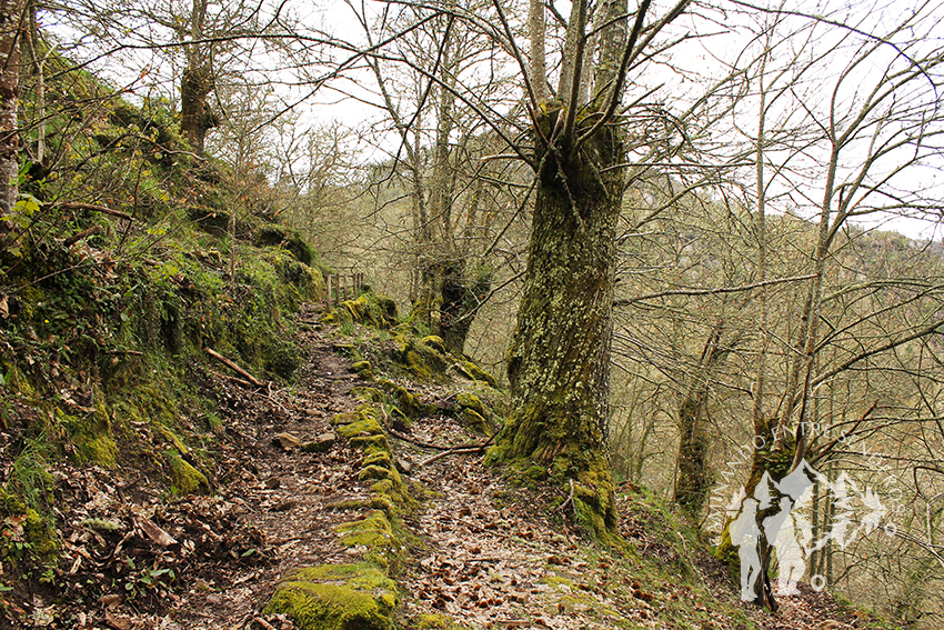 Castiñeira Santo Estevo