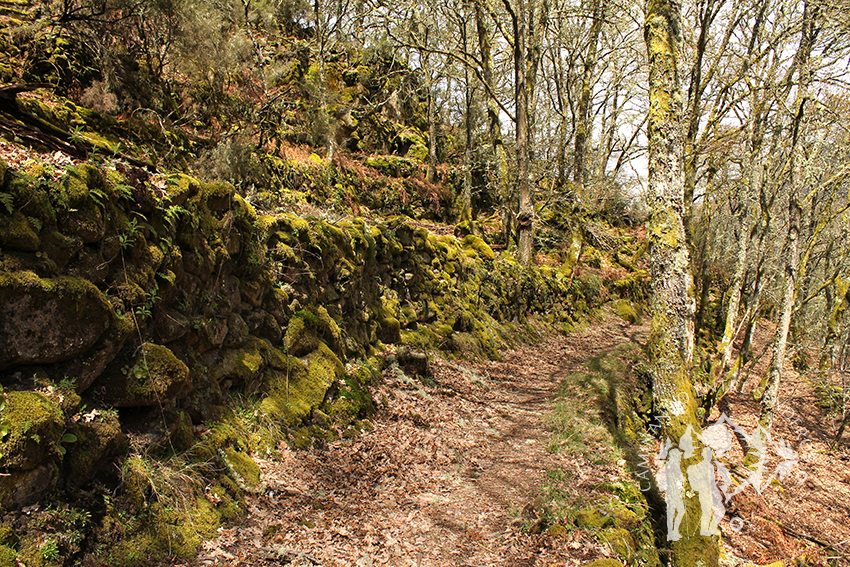 Castiñeira Santo Estevo