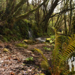 Camino Natural de la Ribeira Sacra