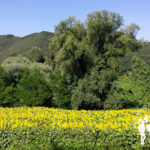 Plantación de girasoles