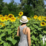 Plantación de girasoles