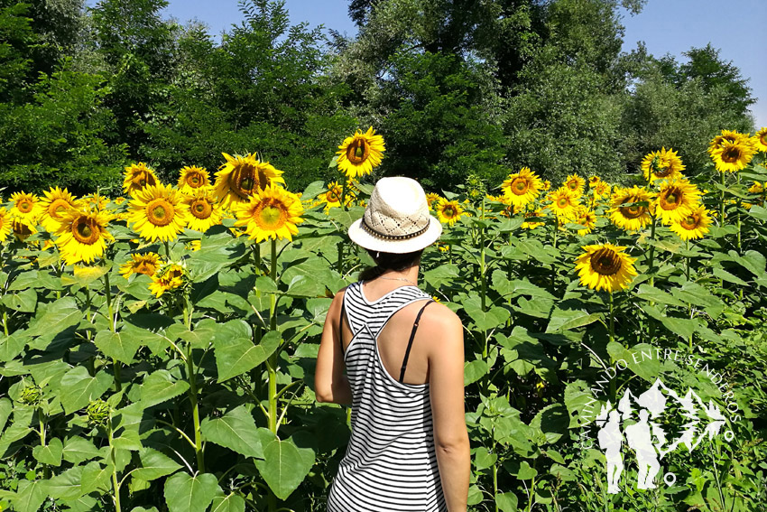 Plantación de girasoles