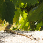 Lagarto Castel di Tora (Rieti)