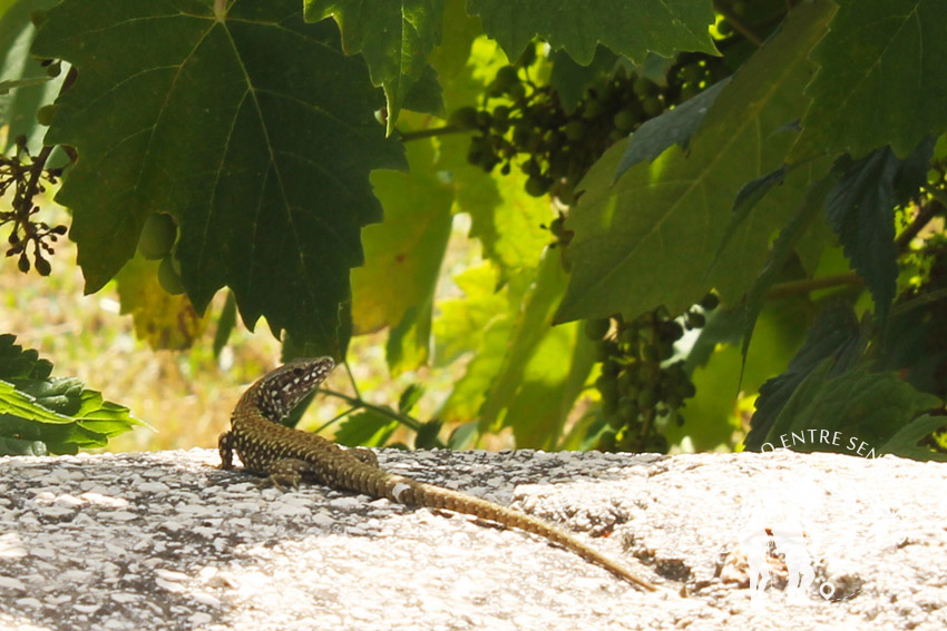 Lagarto Castel di Tora (Rieti)