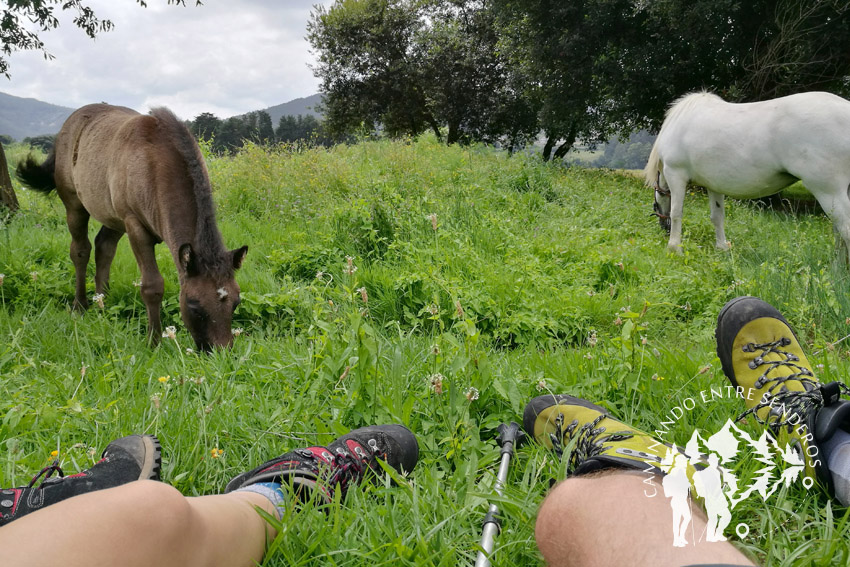 Caballos pastando