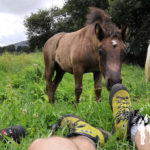 Caballos pastando