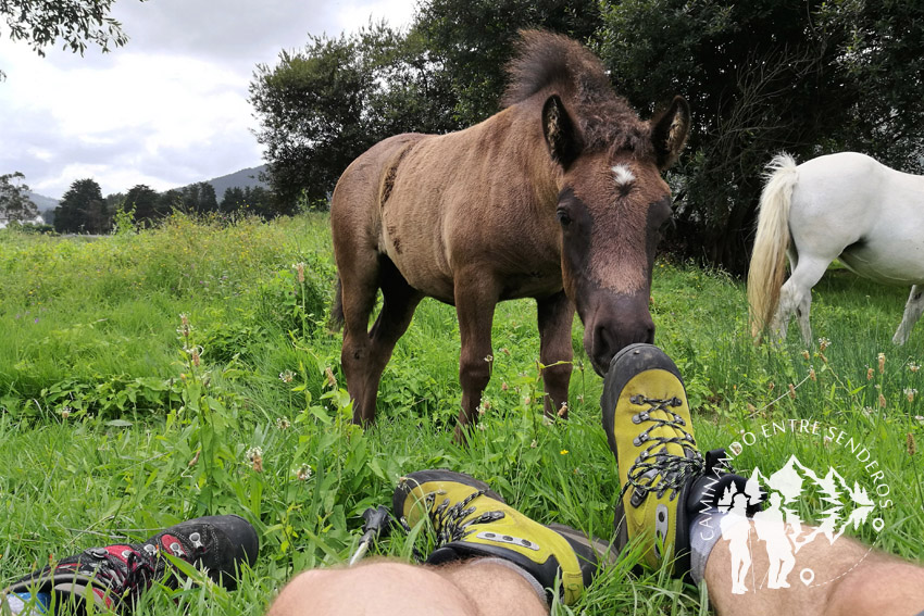 Caballos pastando