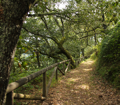 Ruta de Oubachu (Muniellos)