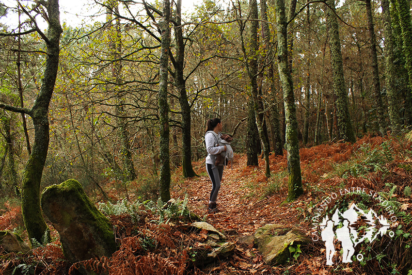 Bosque autóctono Serantes