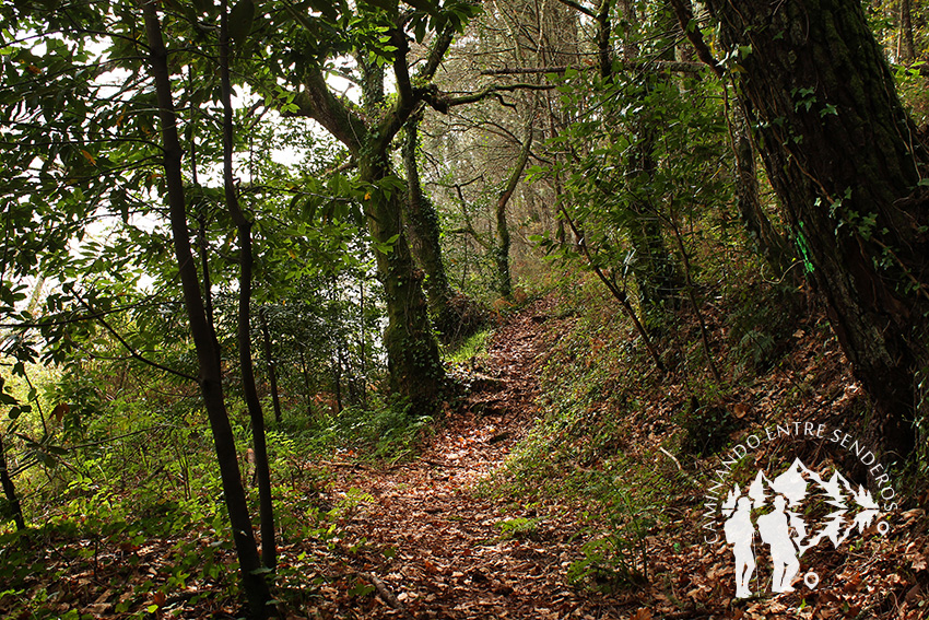 Bosque autóctono Serantes