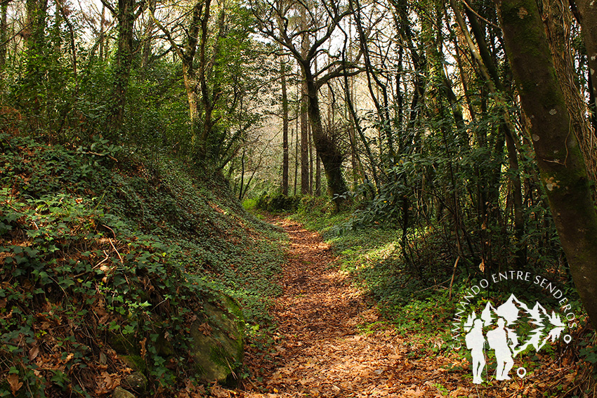 Bosque autóctono Serantes