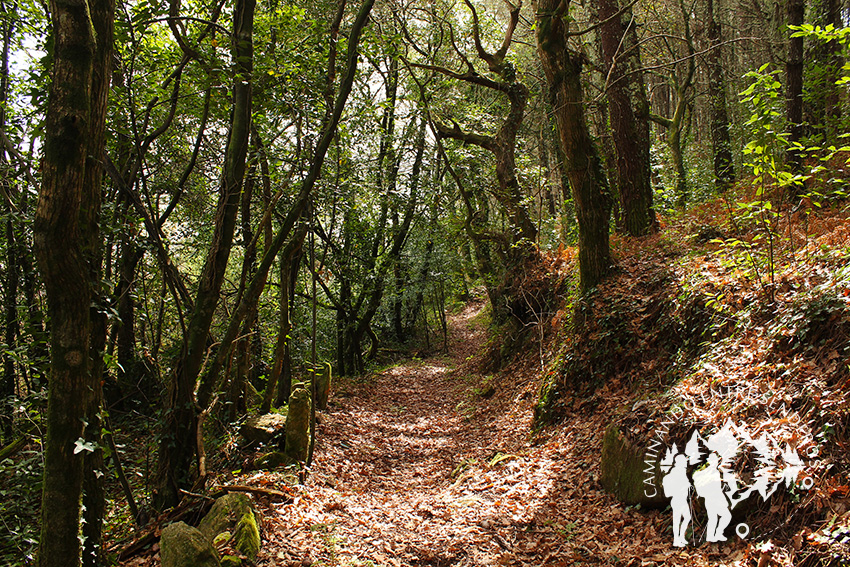 Bosque autóctono Serantes