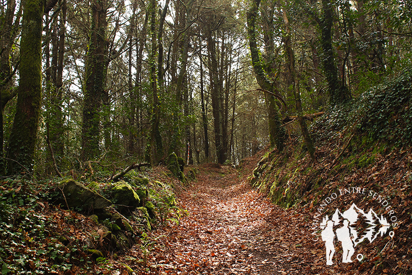 Bosque autóctono Serantes