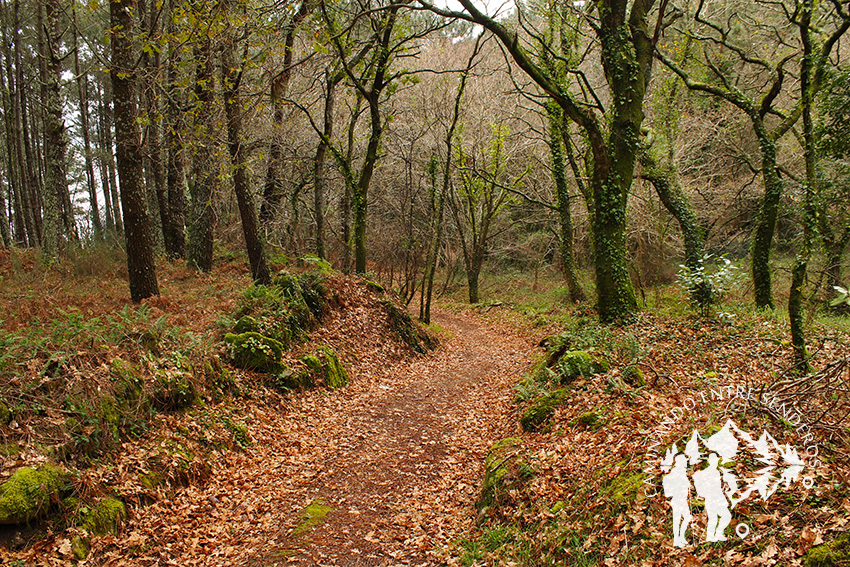 Bosque autóctono Serantes