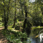 Paseo fluvial Río Sarela (Santiago)