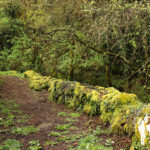 Camino hacia el río Fervenzas