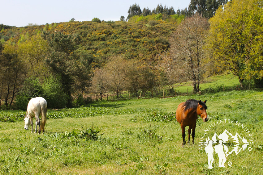 Caballos de camino al muiño de Escribano