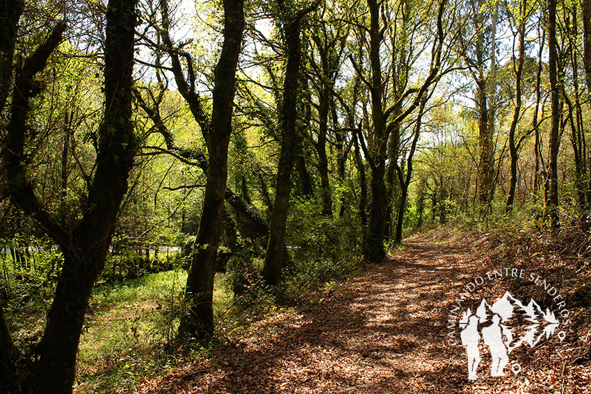 Bosque das Gándaras