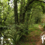 Senda fluvial río Coroño