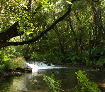 Ruta Río Lambre (Montecelo)