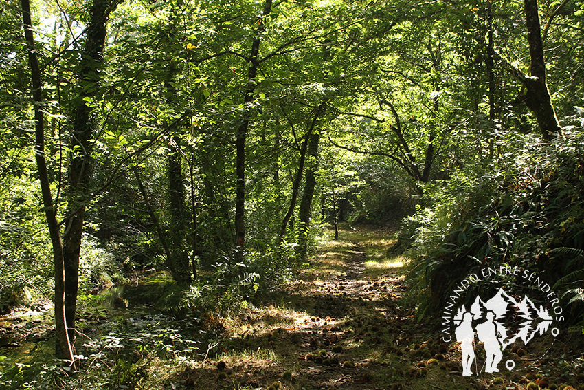 Bosque de castaños