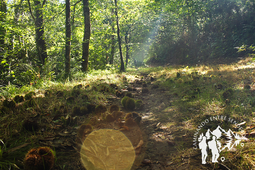 Bosque de castaños