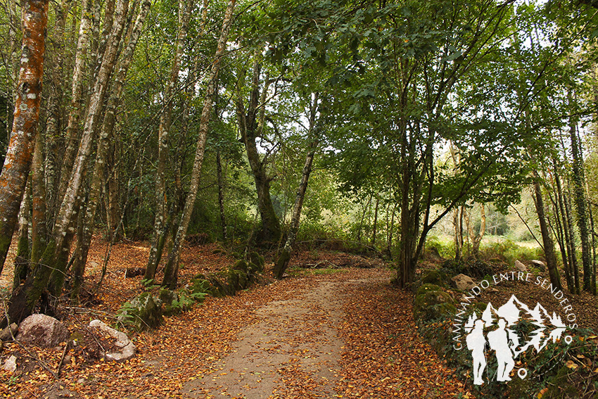 Bosque da Fervenza (O Corgo)