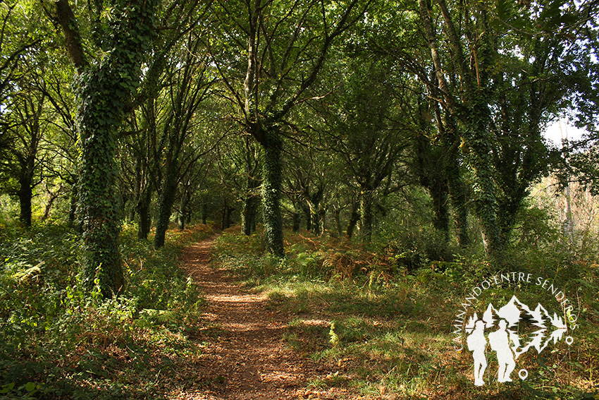 Bosque da Fervenza (O Corgo)