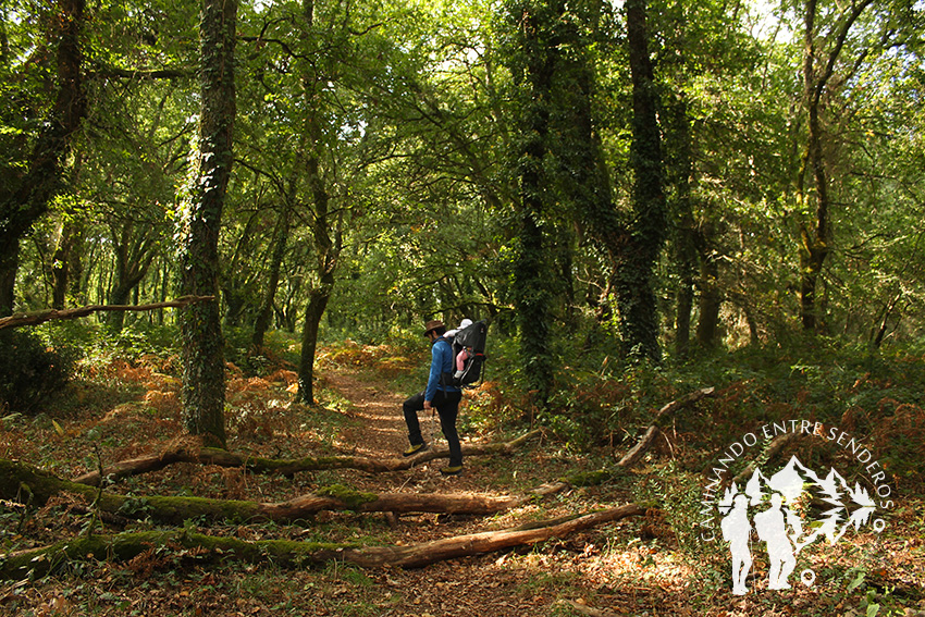 Bosque da Fervenza (O Corgo)