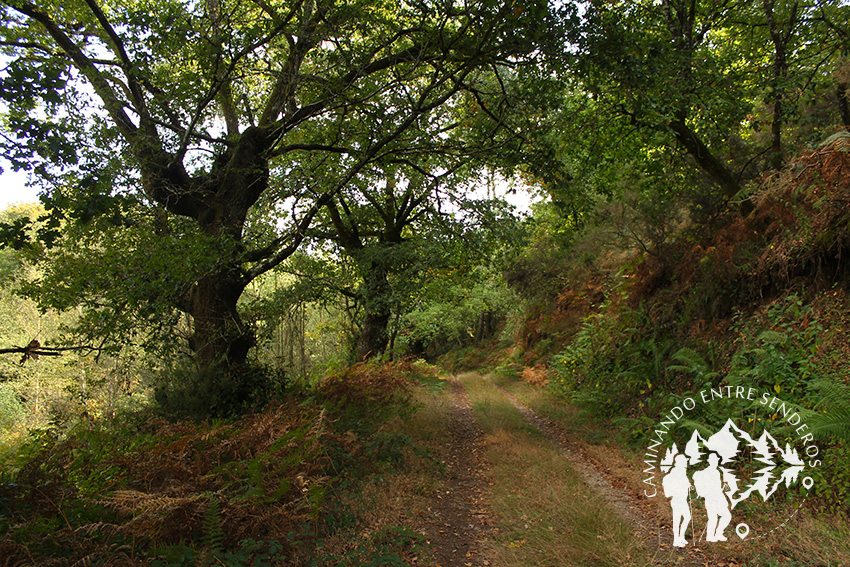 Bosque da Fervenza (O Corgo)