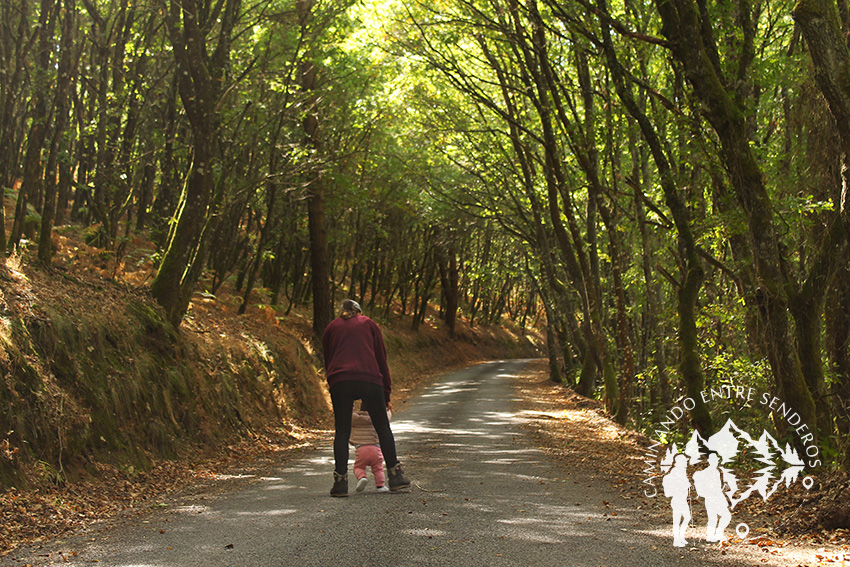 Bosque da Fervenza (O Corgo)