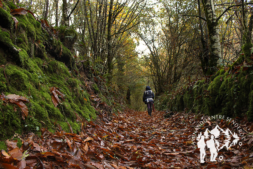 Bosque autóctono Furelos