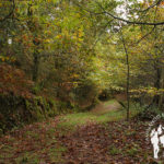 Bosque autóctono Furelos