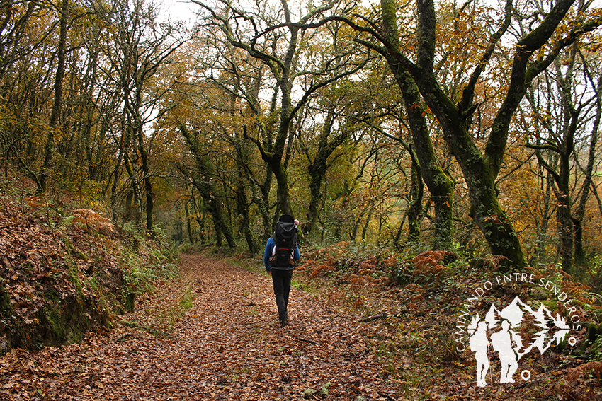 Bosque autóctono