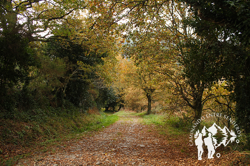 Bosque autóctono