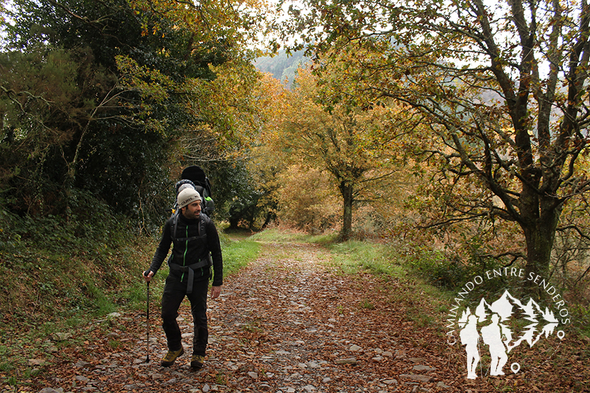 Bosque autóctono
