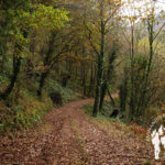 Bosque autóctono