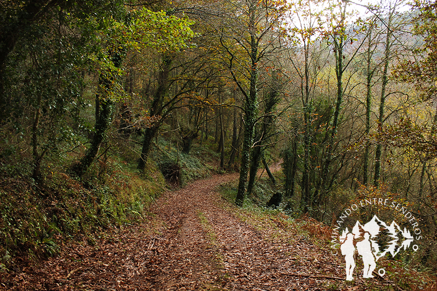 Bosque autóctono