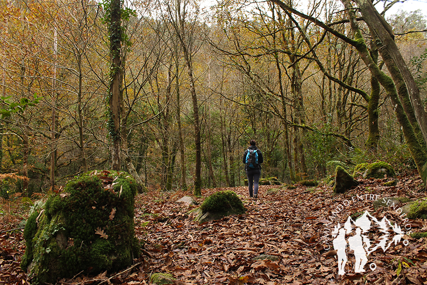 Bosque autóctono