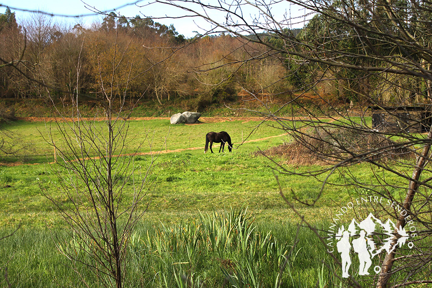 Caballos