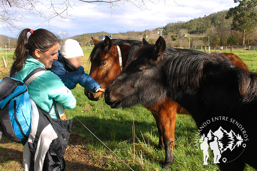 Caballos